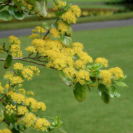 Azara serrata