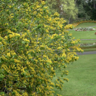 Azara serrata