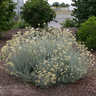 Helichrysum italicum subsp. serotinum