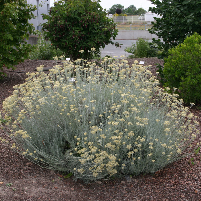 Helichrysum italicum subsp. serotinum