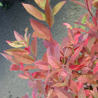 Itea virginica 'Henry's Garnet'