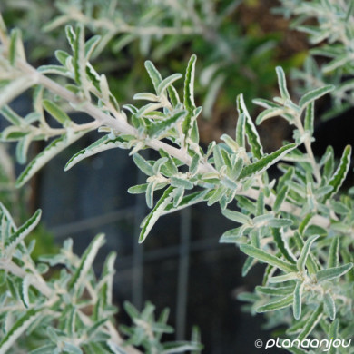 Olearia x scilloniensis