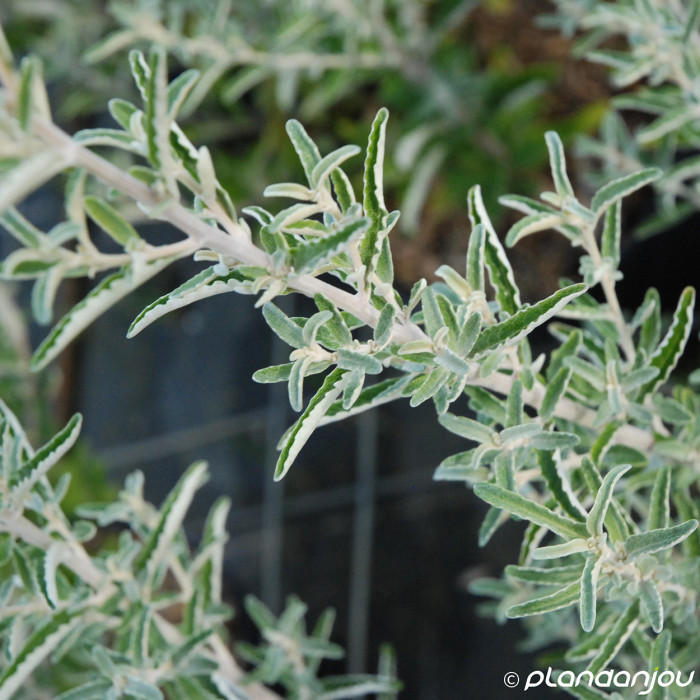 Olearia x scilloniensis