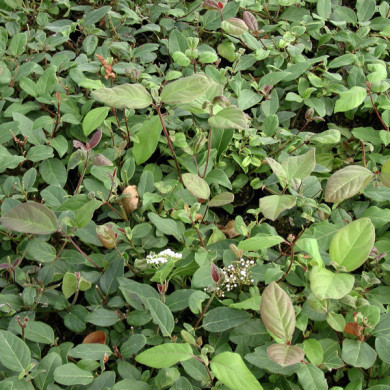 Viburnum tinus 'Purpureum'