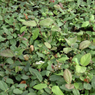 Viburnum tinus 'Purpureum'