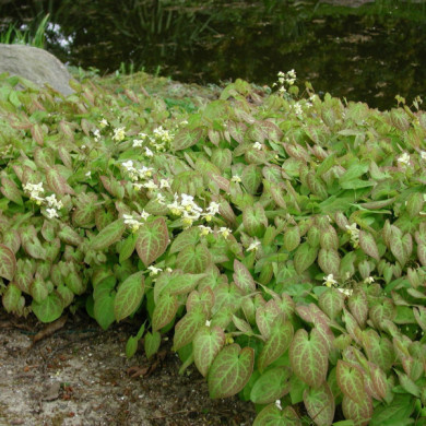 Epimedium x versicolor 'Sulphureum'