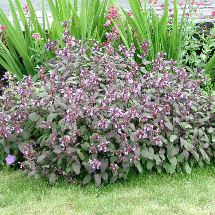 Salvia officinalis 'Purpurascens'