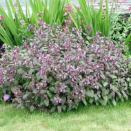 Salvia officinalis 'Purpurascens'