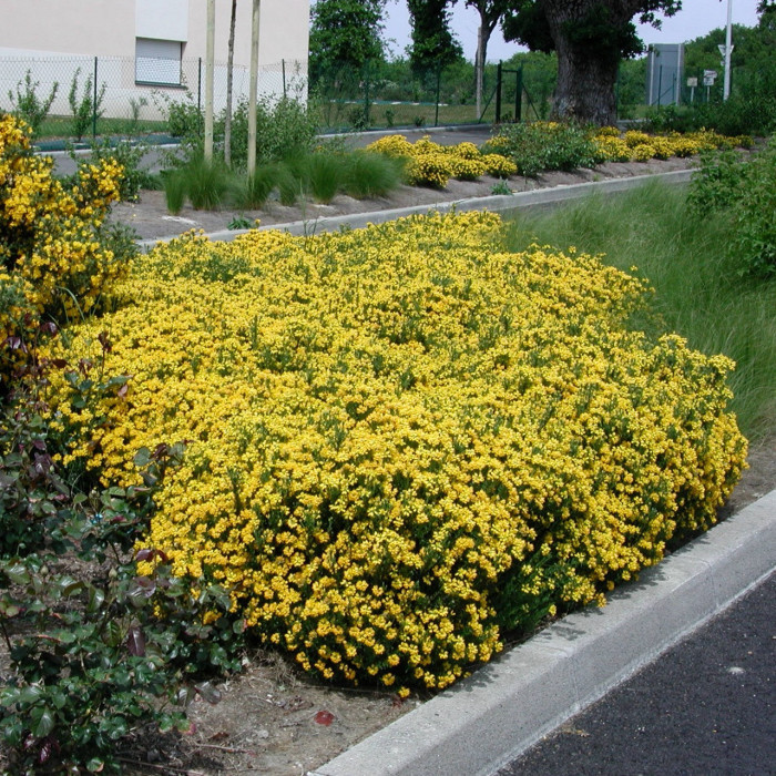 Genista hispanica