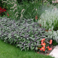 Salvia officinalis 'Purpurascens'