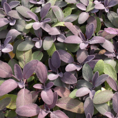 Salvia officinalis 'Purpurascens'