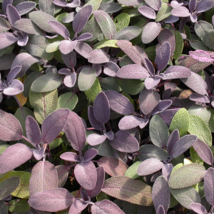 Salvia officinalis 'Purpurascens'
