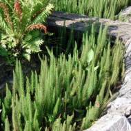 Hippuris vulgaris