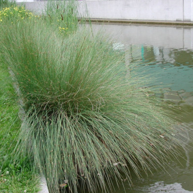 Juncus inflexus