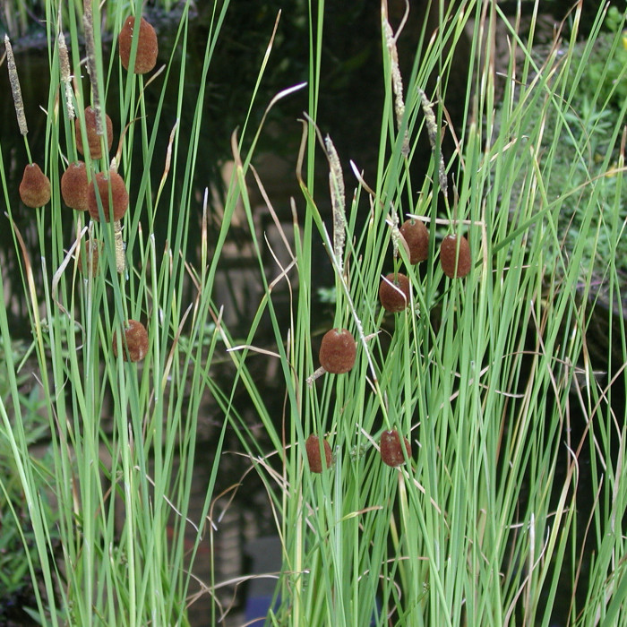 Typha minima