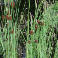 Typha minima