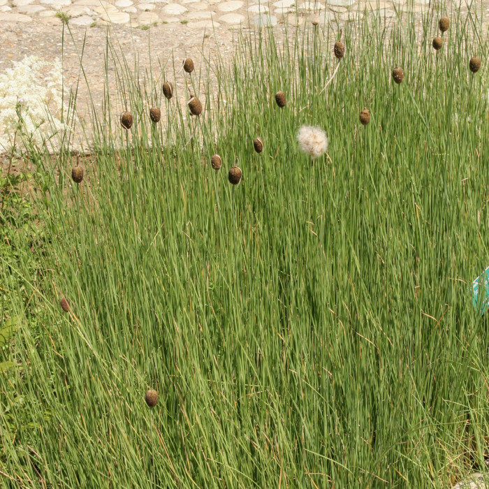 Typha minima