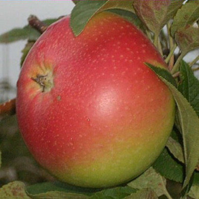 Pommier 'Winter Banana'