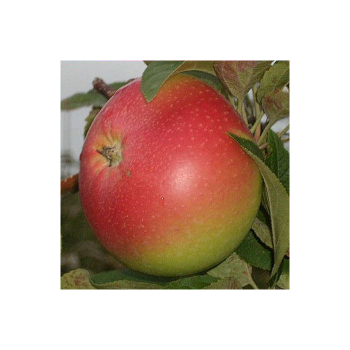Pommier 'Winter Banana'