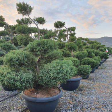 Juniperus x pfitzeriana 'Pfitzeriana Compacta'