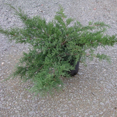 Juniperus x pfitzeriana 'Pfitzeriana Compacta'