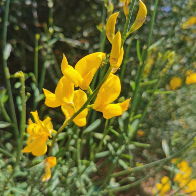 Genista hispanica