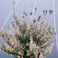 Calluna vulgaris Aphrodite