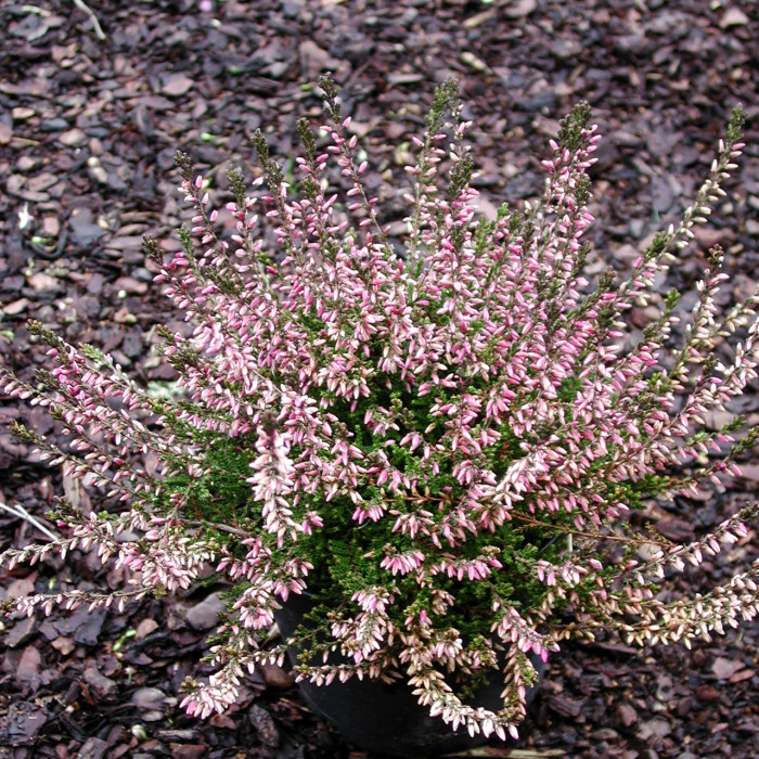 Calluna vulgaris Marlies