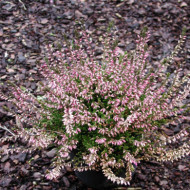 Calluna vulgaris Marlies