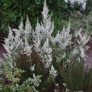 Erica arborea