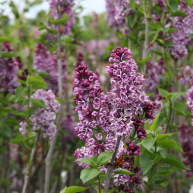 Syringa vulgaris 'Sensation'