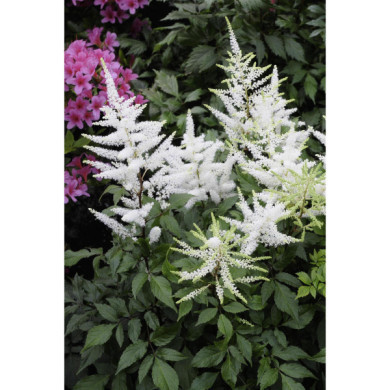 Astilbe 'Deutschland'