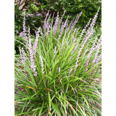 Liriope spicata