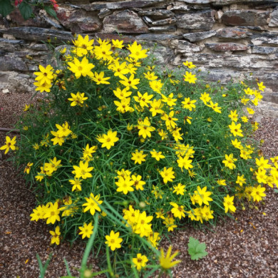 Coreopsis verticillata 'Zagreb'