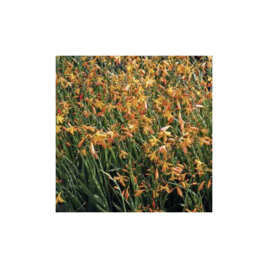 Crocosmia 'Emilie McKenzie'