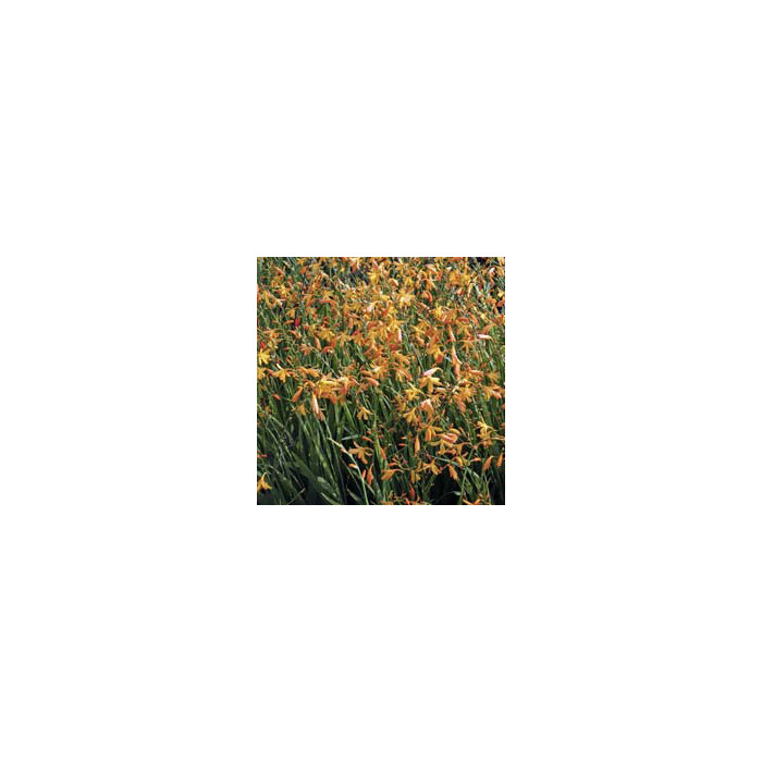 Crocosmia 'Emilie McKenzie'