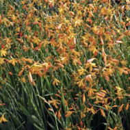 Crocosmia 'Emilie McKenzie'