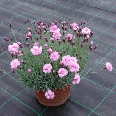 Dianthus 'Pike's Pink' (plumarius group)