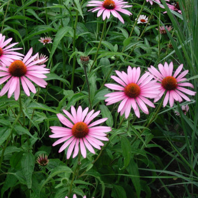 Echinacea purpurea 'Magnus'