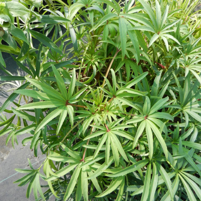 Helleborus foetidus