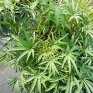 Helleborus foetidus