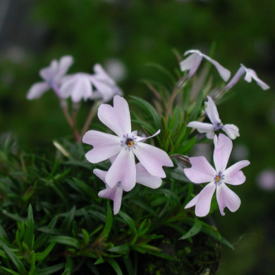 Phlox subulata 'Emerald Cushion Blue'