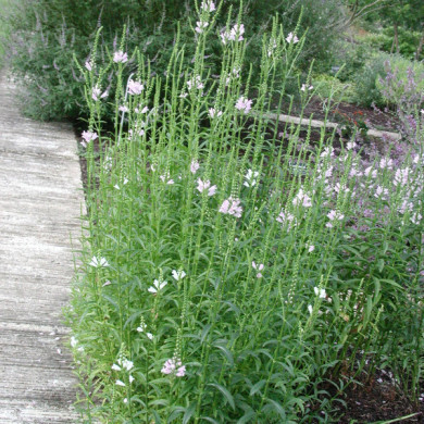 Physostegia virginiana 'Alba'