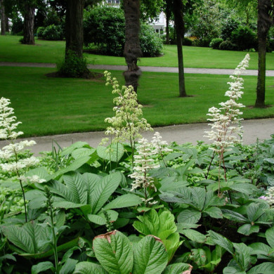 Rodgersia aesculifolia