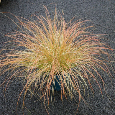 Carex testacea
