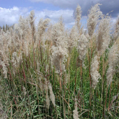 Miscanthus sinensis 'Malepartus'