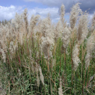 Miscanthus sinensis 'Malepartus'