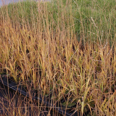 Molinia arundinacea 'Karl Foerster'
