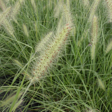 Pennisetum alopecuroides