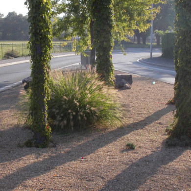 Pennisetum alopecuroides